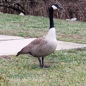 Meet your Posher, Philip